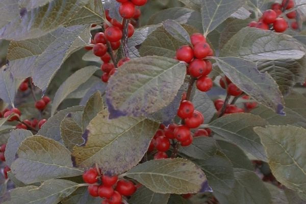 Afterglow Winterberry