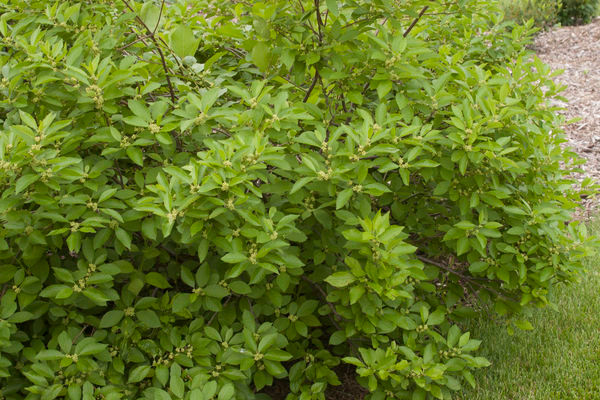 Southern Gentleman Winterberry