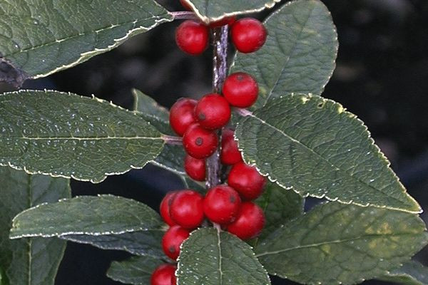Winter Red Winterberry