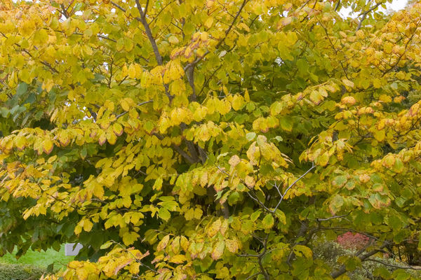 Common Witch Hazel