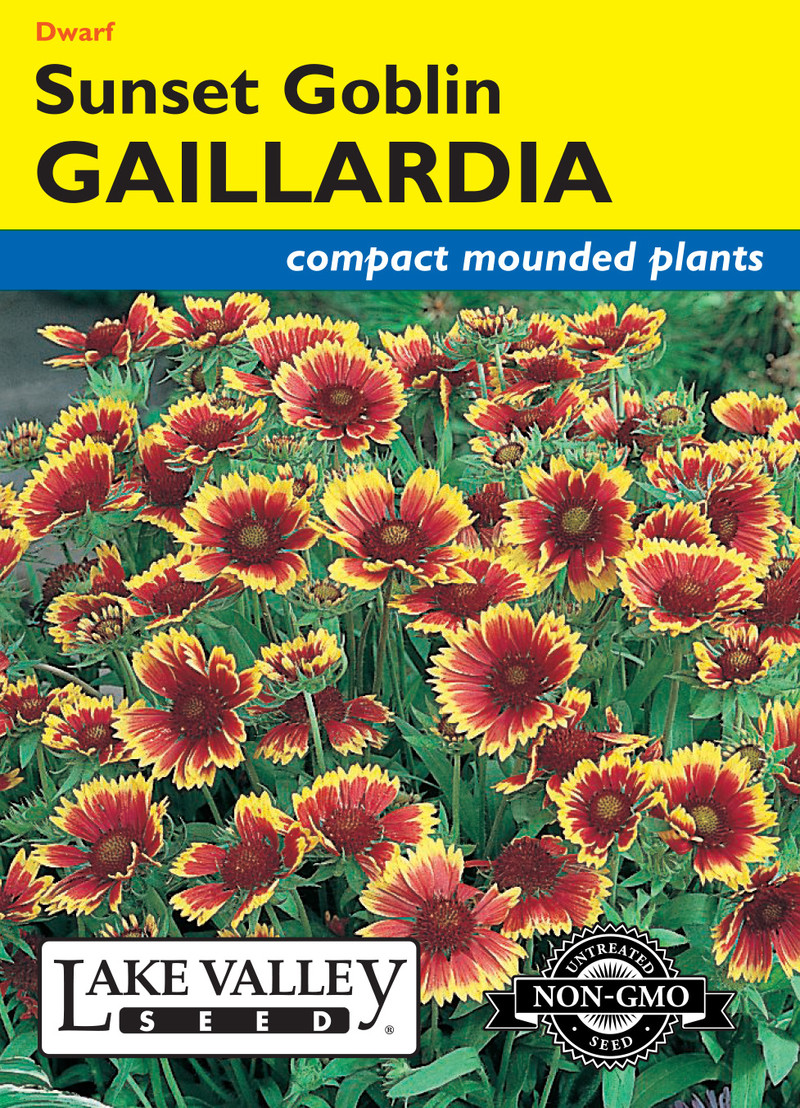 Gaillardia Sunset Goblin
