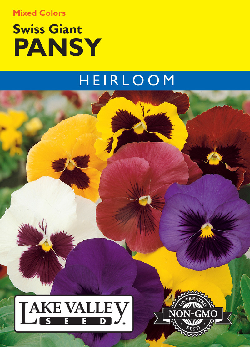 Pansy Swiss Giant