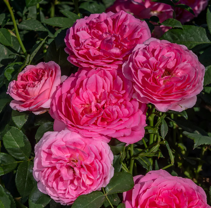 Miss Manners Rose