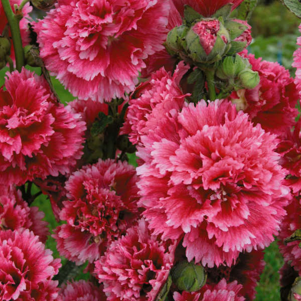 Hollyhock Fiesta Time (Alcea)