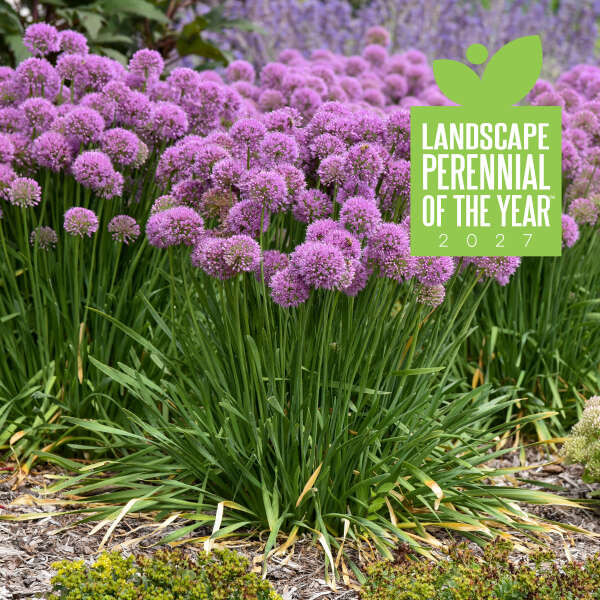 Allium Serendipity