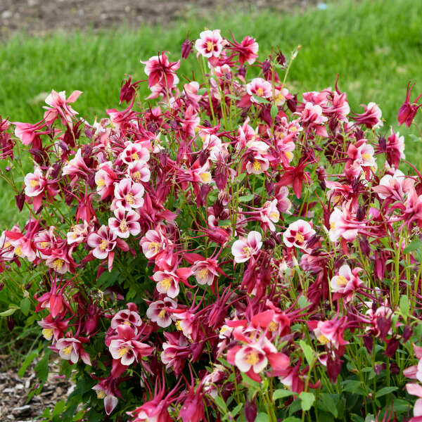 Columbine Earlybird Red & White (Aquilegia)