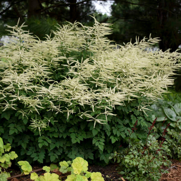 Goat's Beard Misty Lace (Aruncus)
