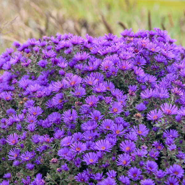 Aster Grape Crush
