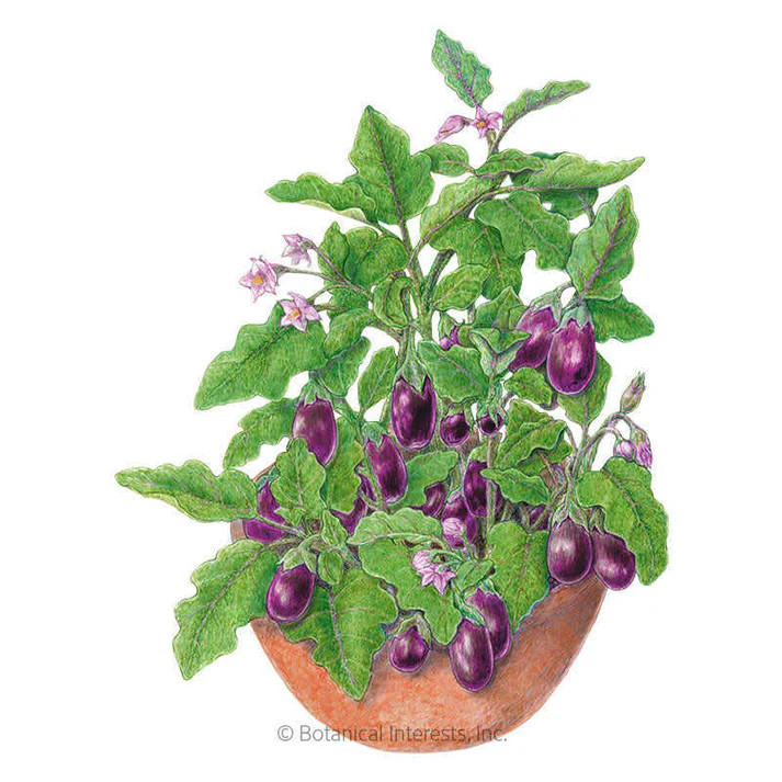 Eggplant Seeds, Jewel Amethyst