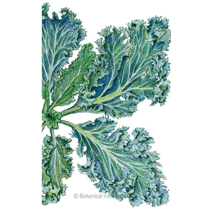 Kale Seeds, Dwarf Blue Curled, Organic