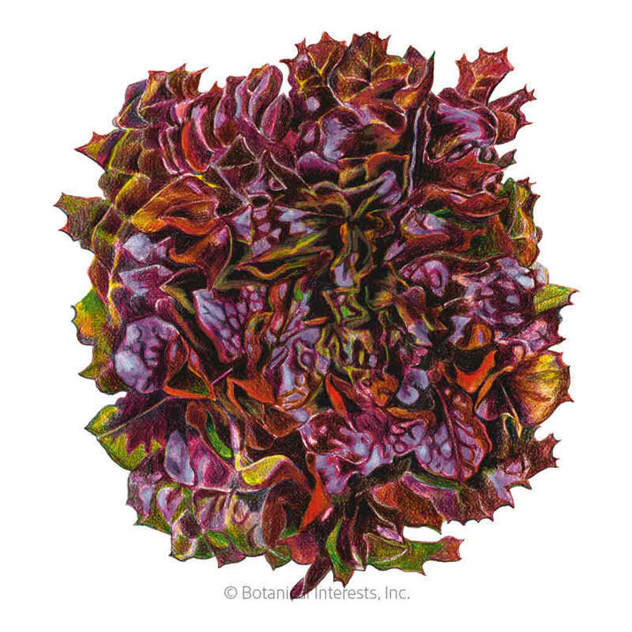 Lettuce Seeds, Eazyleaf Brentwood, Organic