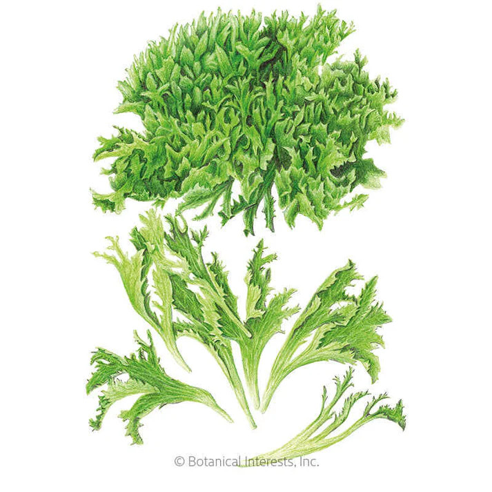 Lettuce Seeds, Easyleaf Ezrilla, Organic