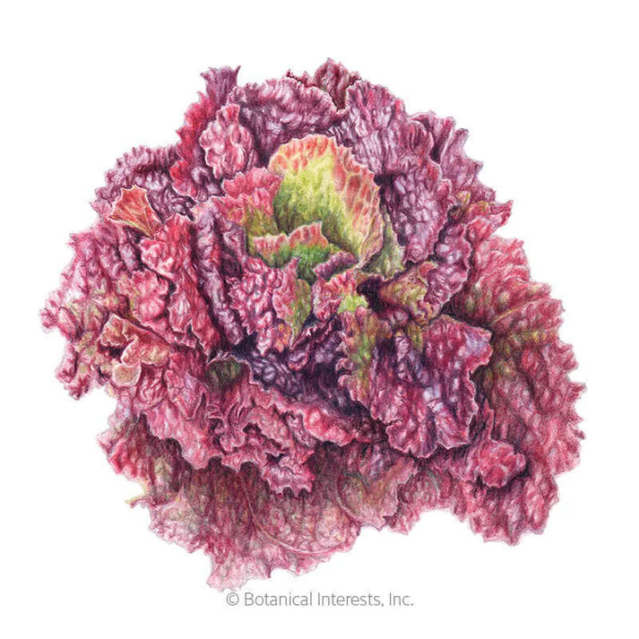 Lettuce Seeds, Red Sails Leaf, Organic