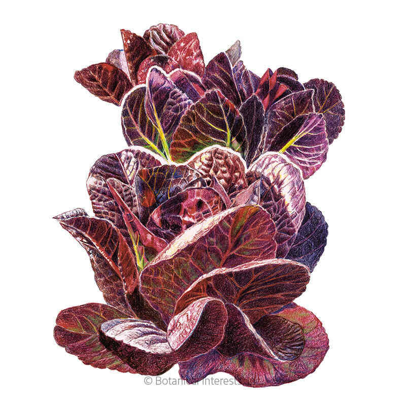 Lettuce Seeds, Truchas Mini Romaine, Organic