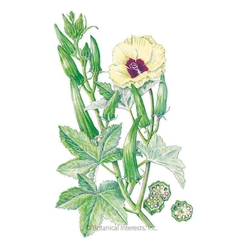 Okra Seeds, Clemson Spineless 80