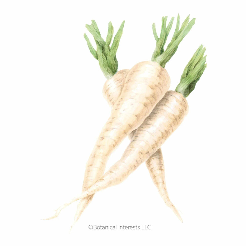 Parsnip Seeds, Javelin