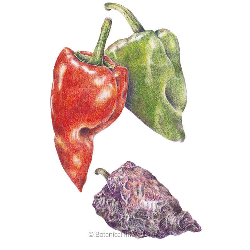 Pepper Seeds, Ancho/Poblano Chile