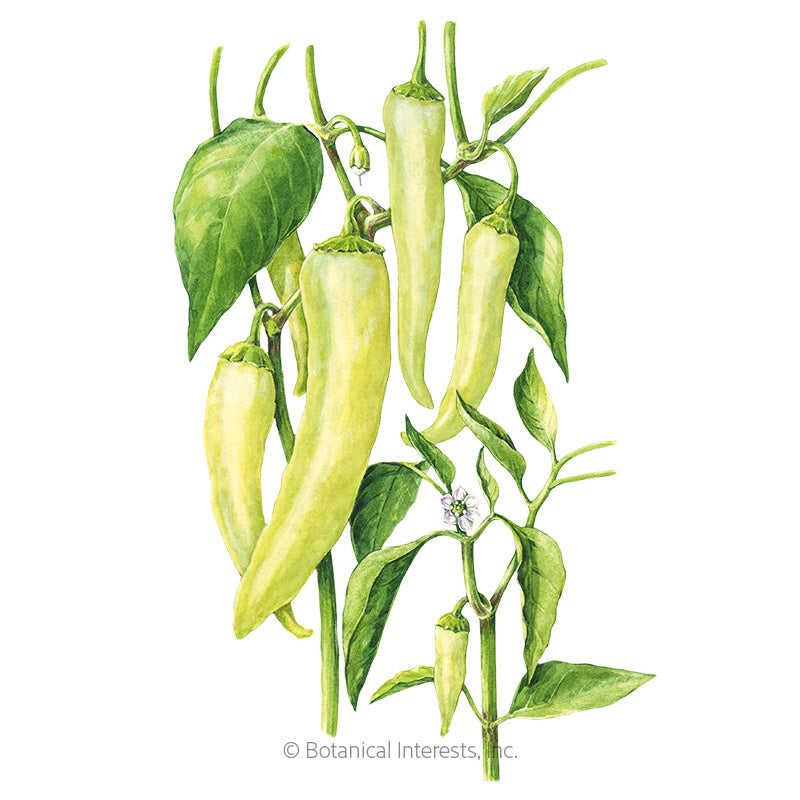 Pepper Seeds, Sweet Banana, Organic