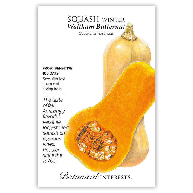 Squash Seeds, Waltham Butternut Winter