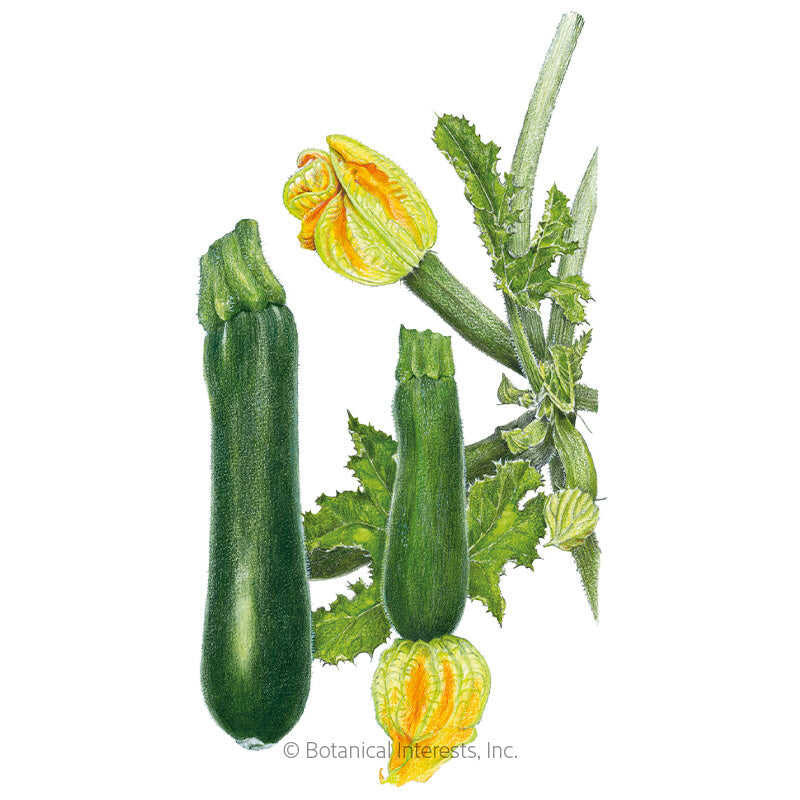 Squash Seeds, Summer Black Beauty, Organic
