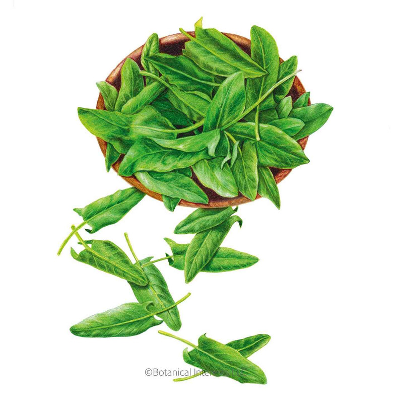 Sorrel Seeds, Common