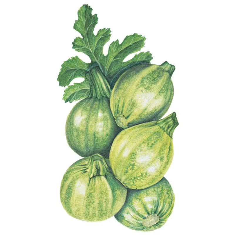 Squash Seeds, Round Zucchini Summer