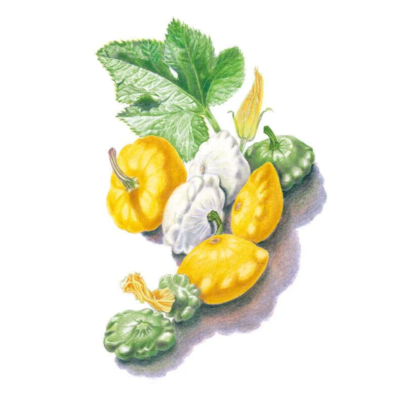 Squash Seeds, Scallop Blend (Patty Pan) Summer