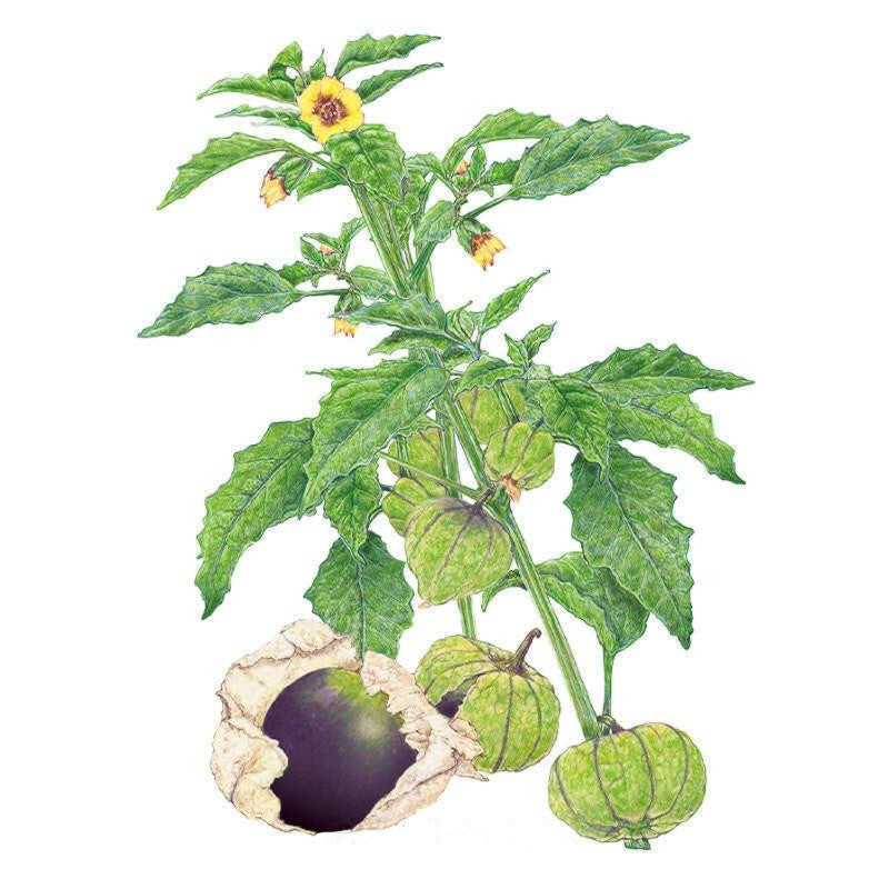 Tomatillo Seeds, Purple, Organic