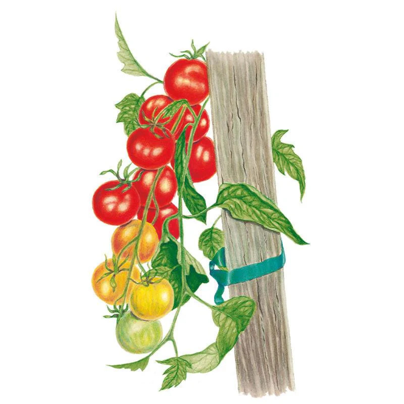 Tomato Seeds, Gardener's Delight Cherry, Pole