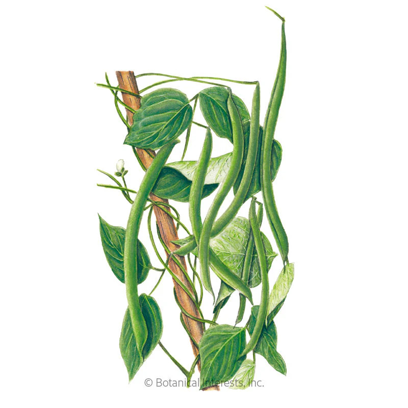 Bean Seeds, Kentucky Wonder, Pole