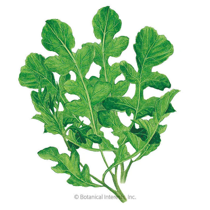 Arugula/Rockect Seeds, Organic