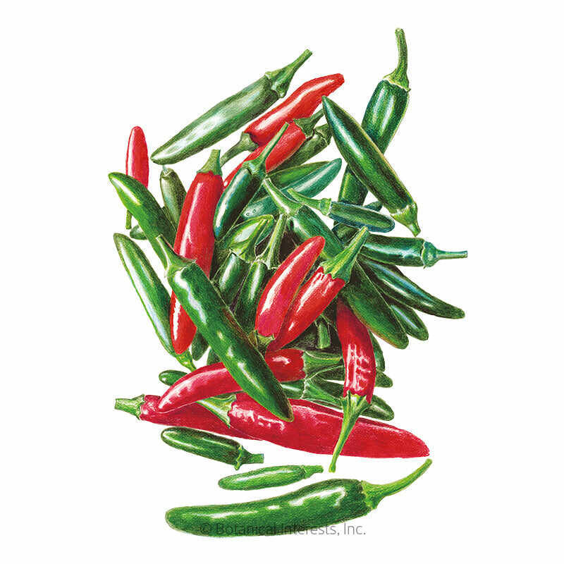 Pepper Seeds, Serrano Chile