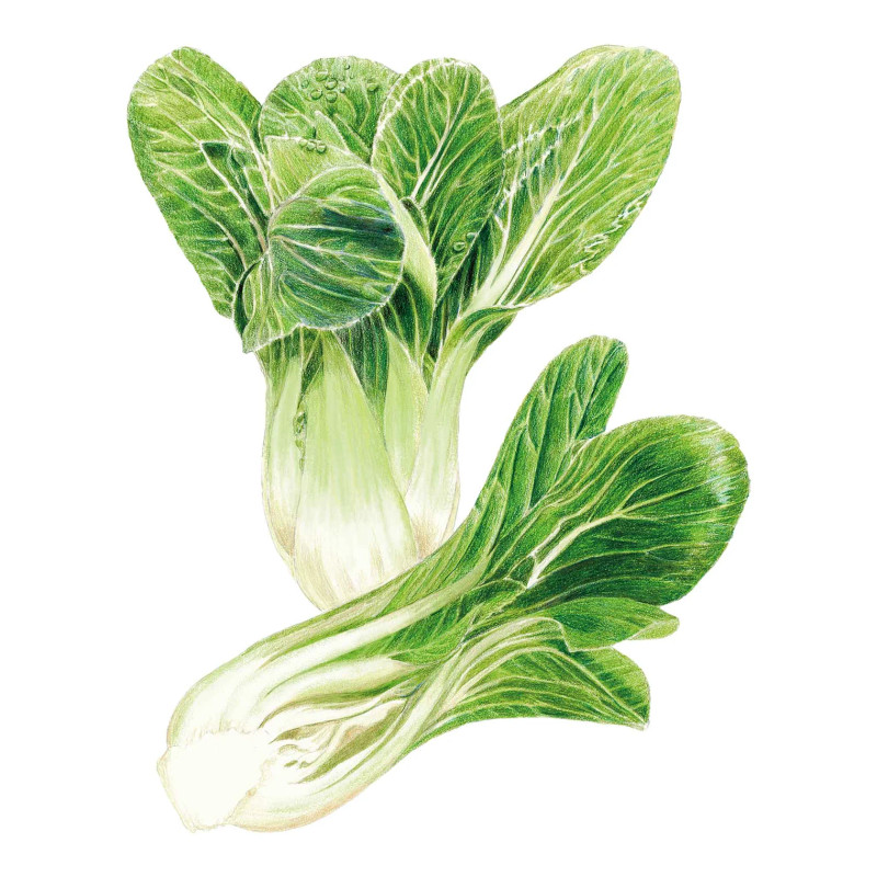 Bok Choy Seeds, Choko Hybrid