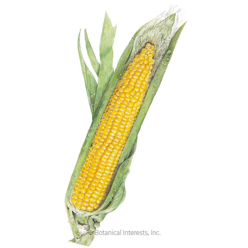 Corn Seeds, Buttergold