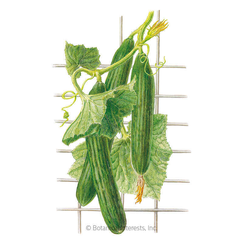 Cucumber Seeds, English Telegraph Improved