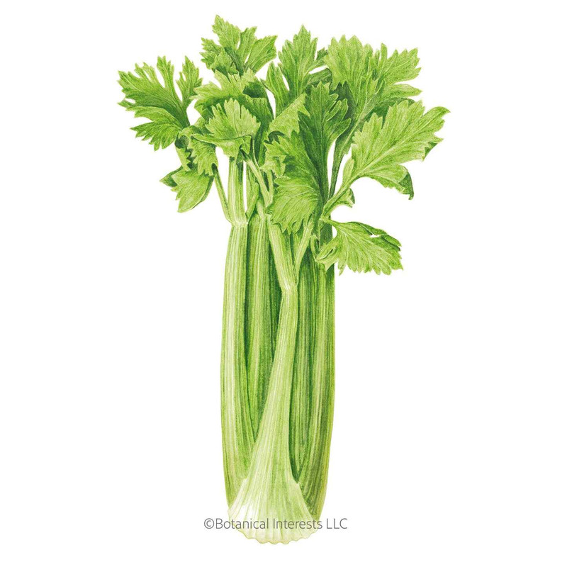 Celery Seeds, Merengo