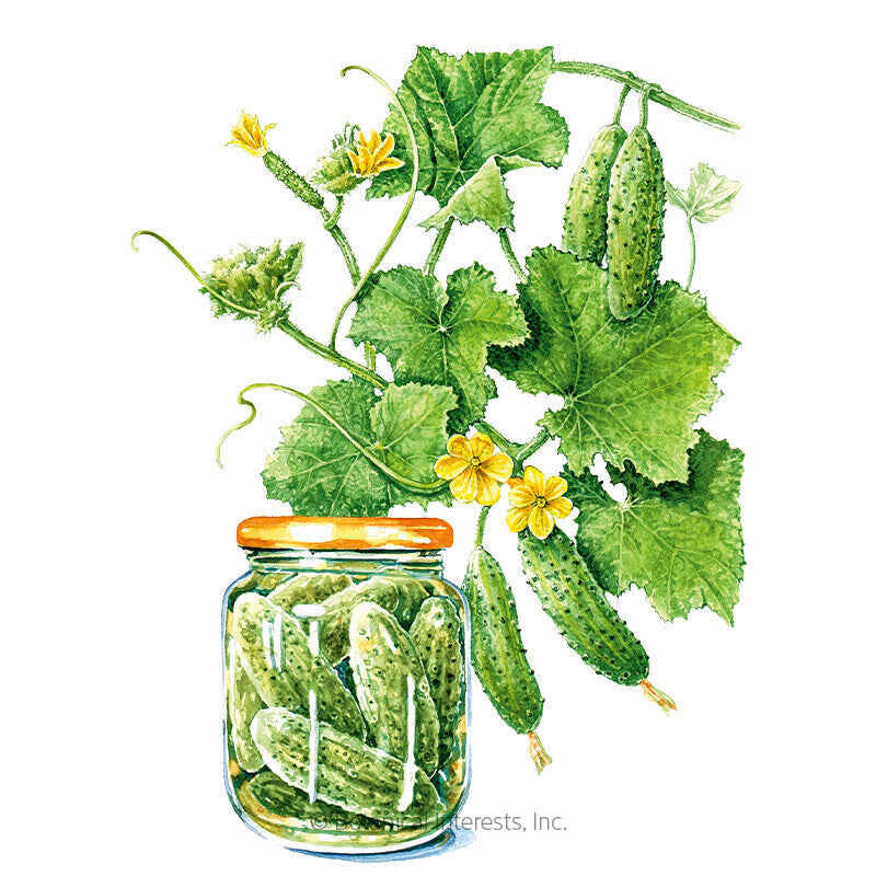 Cucumber Seeds, Hokus Gherkin, Organic