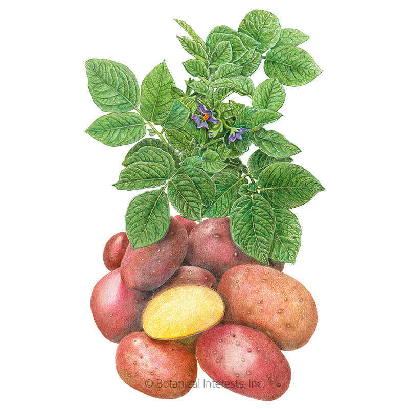 Potato, Clancy
