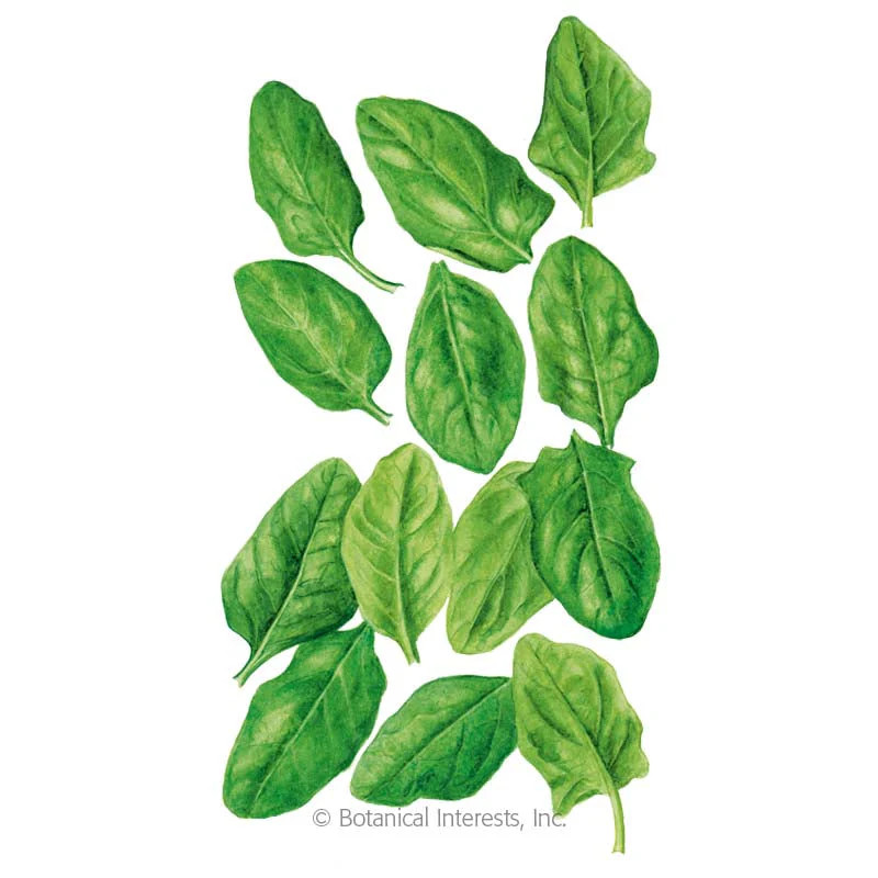 Spinach Seeds, Oceanside