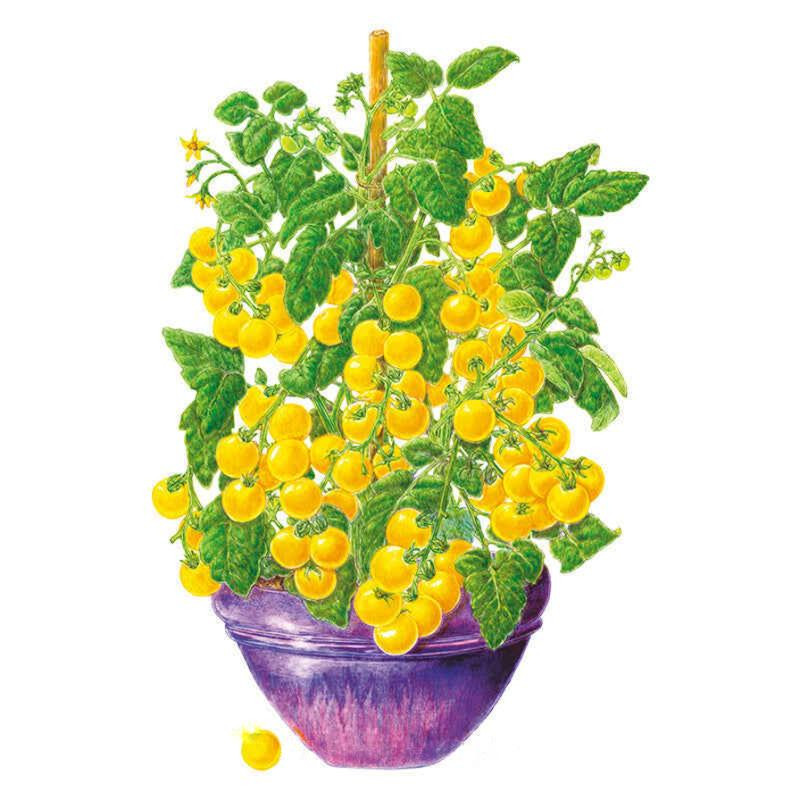 Tomato Seeds, Patio Choice Yellow Bush Cherry