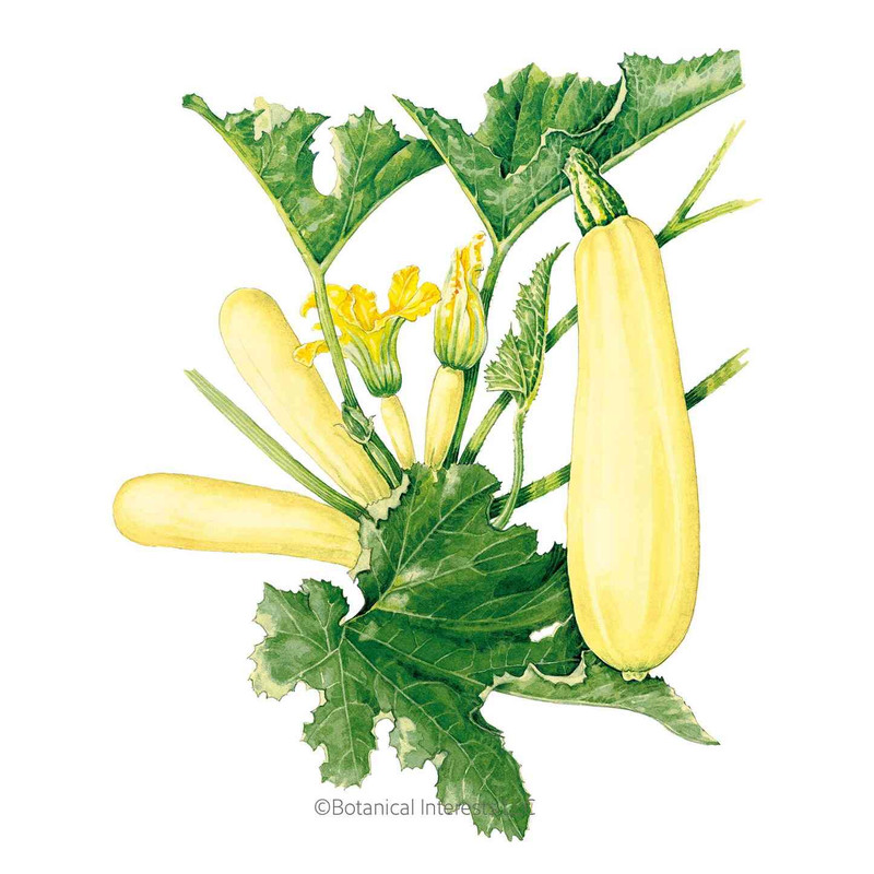 Squash Seeds, Summer Chiffon