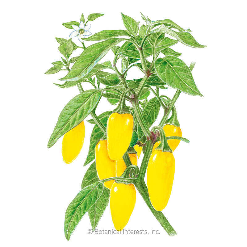 Pepper Seeds, NuMex Lemon Spice Jalapeno Chile, Organic