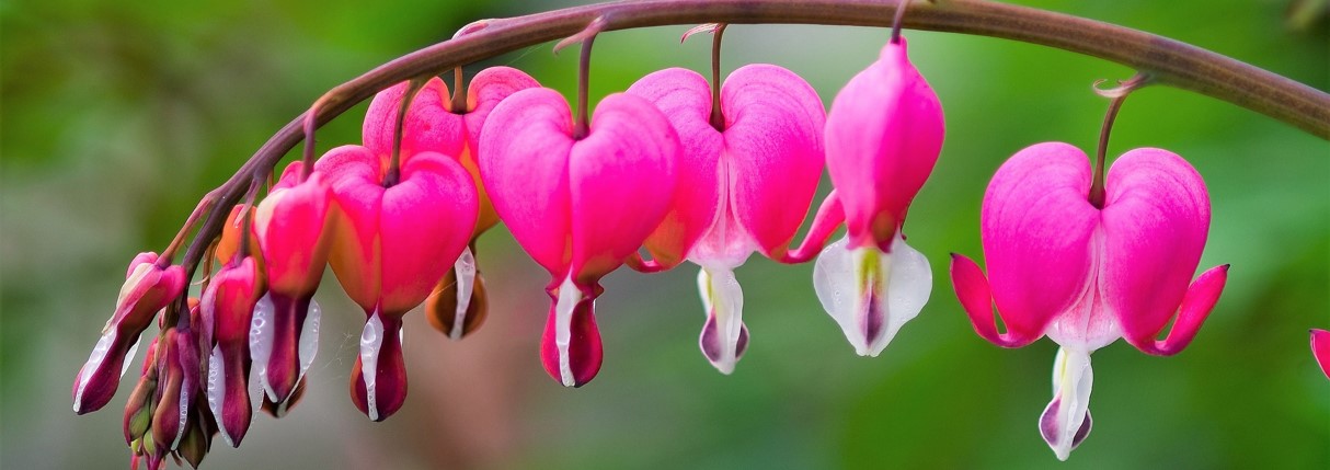 bleeding-heart-banner.jpg