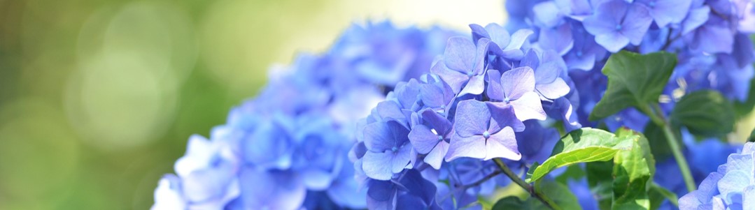 hydrangea-banner.jpg