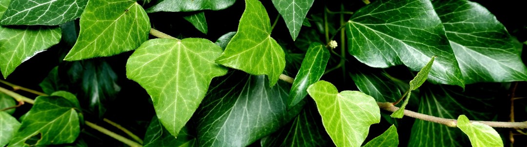 ivy-banner.jpg