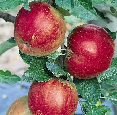 Apple 様 Jonathan Semi Dwarf Apple Tree - Wedel's Garden Center