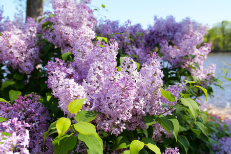 Scentara Pura Purple Lilac Shrub - Wedel's Garden Center