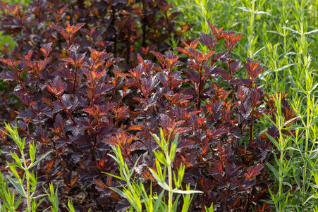 Fireside Ninebark - Wedel's Garden Center