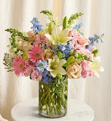Delphinium Meadow TM - Wedel's Garden Center