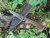 Walnut handle English patch knife with checkering